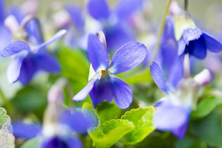 Viola odorata (Sweet Violet)
