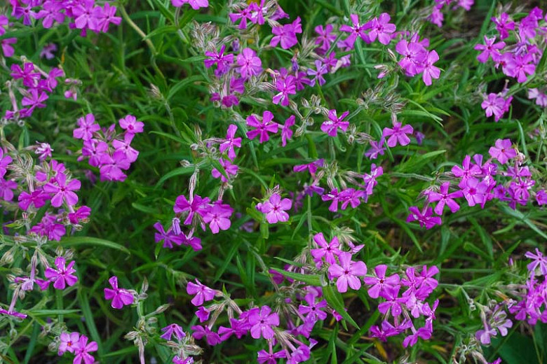 Phlox pilosa (Prairie Phlox)