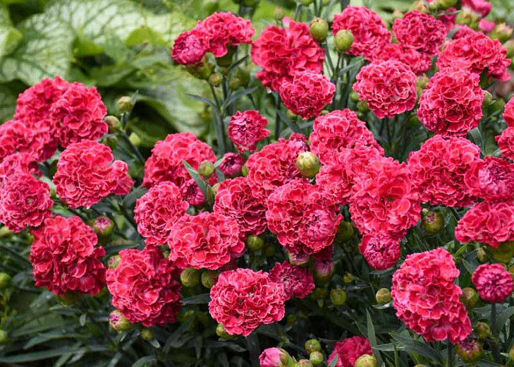 Dianthus 'Raspberry Ruffles' (Pink)