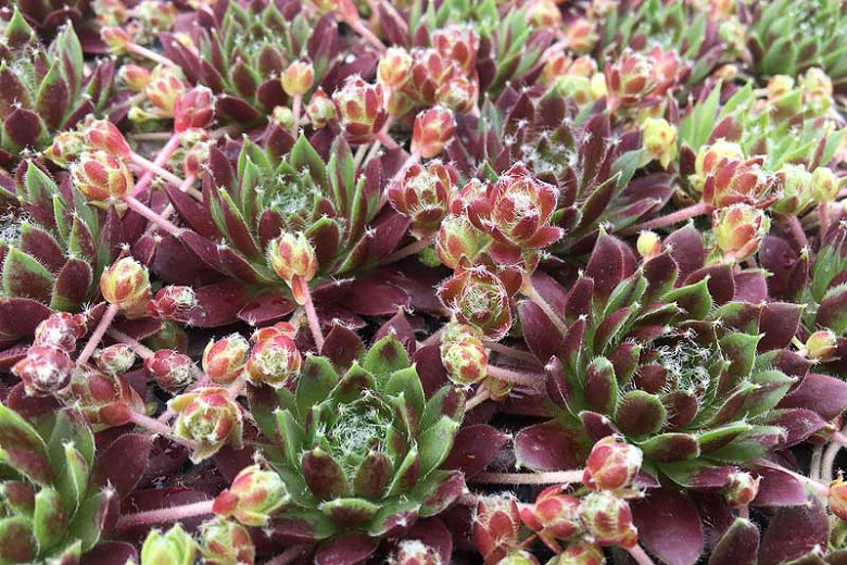 Sempervivum Chick Charms® Cinnamon Starburst™ (Hens and Chicks)