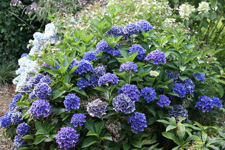 Image of Blue cityline venice hydrangea in full bloom