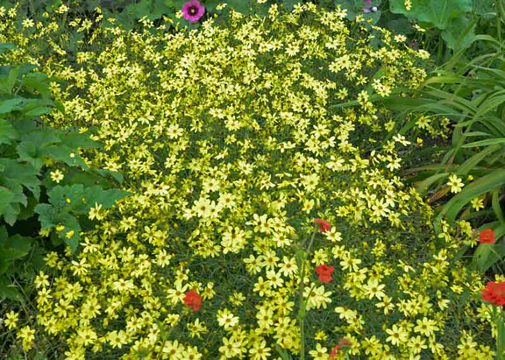 Image of Helenium companion plant for Moonbeam Coreopsis