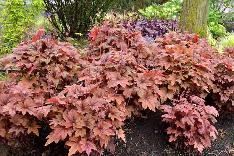 Image of Heuchera 'Sweet Tea' plant