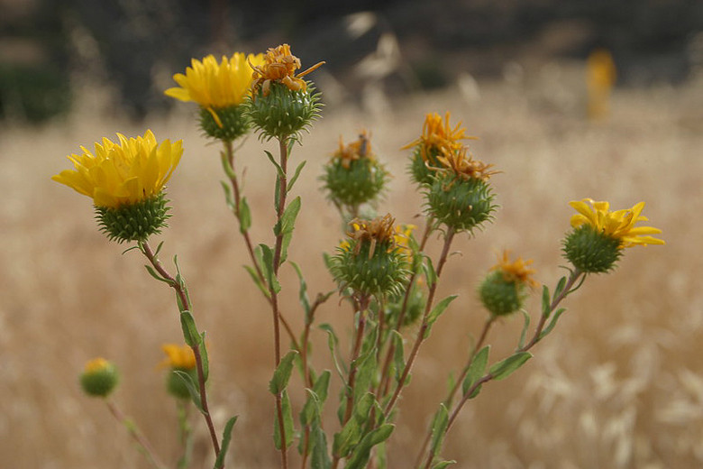 Grindelia camporum (Great Valley Gumweed)