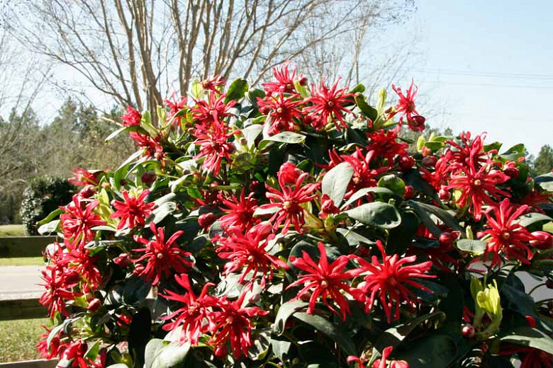 Illicium floridanum Miss Scarlett® (Florida Anise)