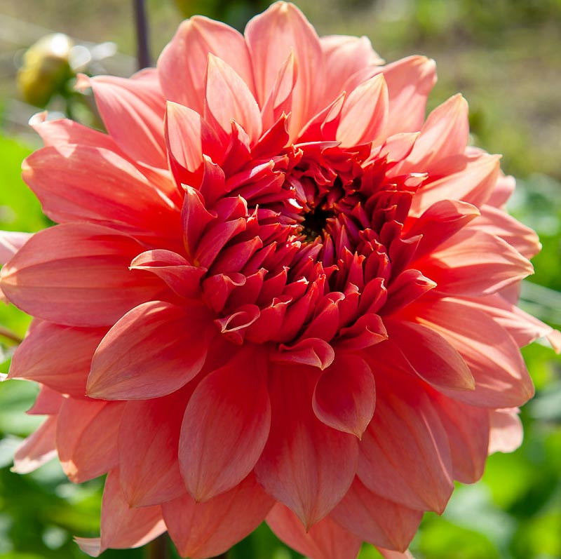 Dahlia 'Fairway Spur'