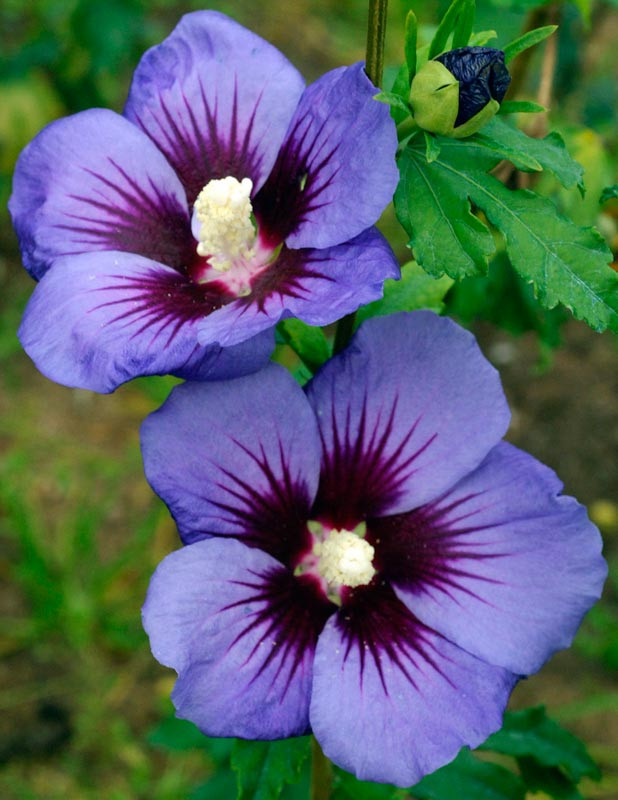 Hibiscus Syriacus Ultramarine (Rose Of Sharon)