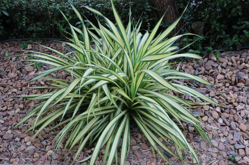 Chlorophytum Comosum Vittatum Variegated Spider Plant 