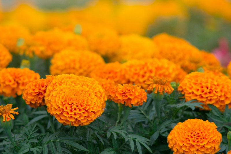 Tagetes erecta Big Duck Orange F1 (African Marigold)