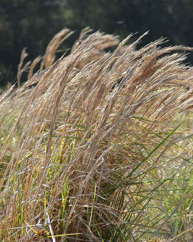 Andropogon glomeratus (Bushy Bluestem)