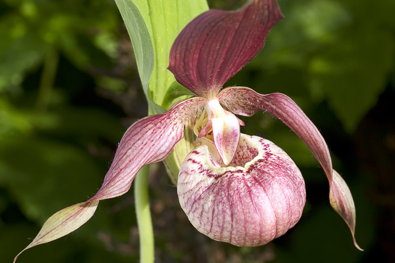 Cypripedium x ventricosum (Lady's Slipper Orchid)