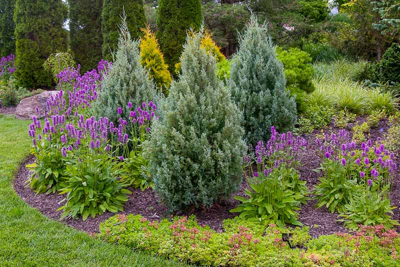 Juniperus Scopulorum 'Wichita Blue' (Rocky Mountain Juniper)