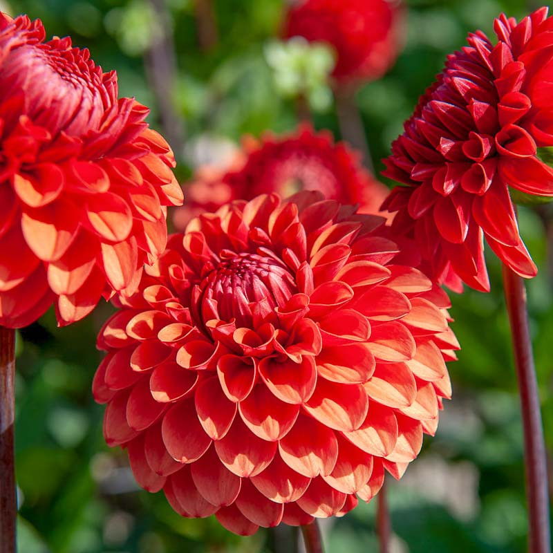 Dahlia 'Brown Sugar'