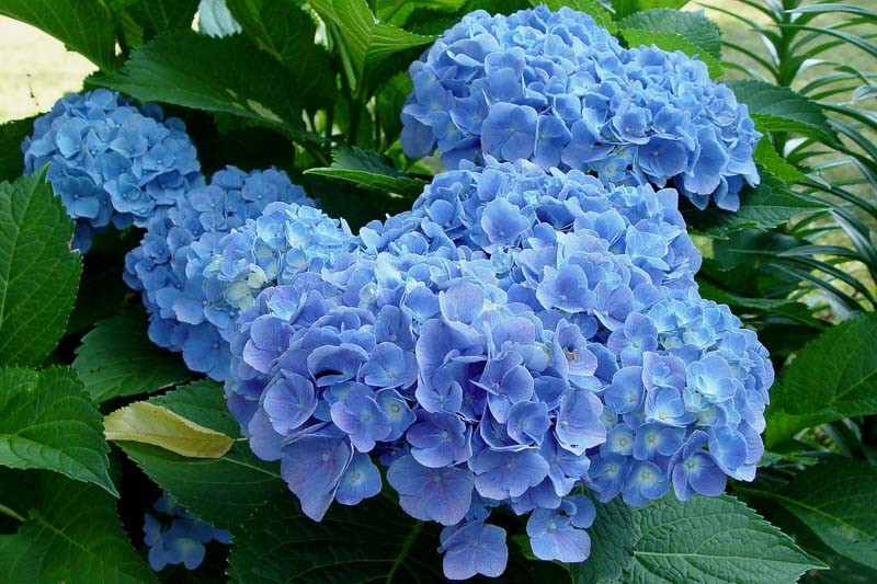 Hydrangea macrophylla 'Blue Heaven'