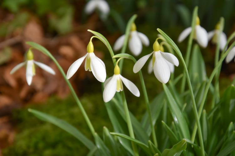 Galanthus plicatus 'Wendy's Gold' (Pleated Snowdrop)