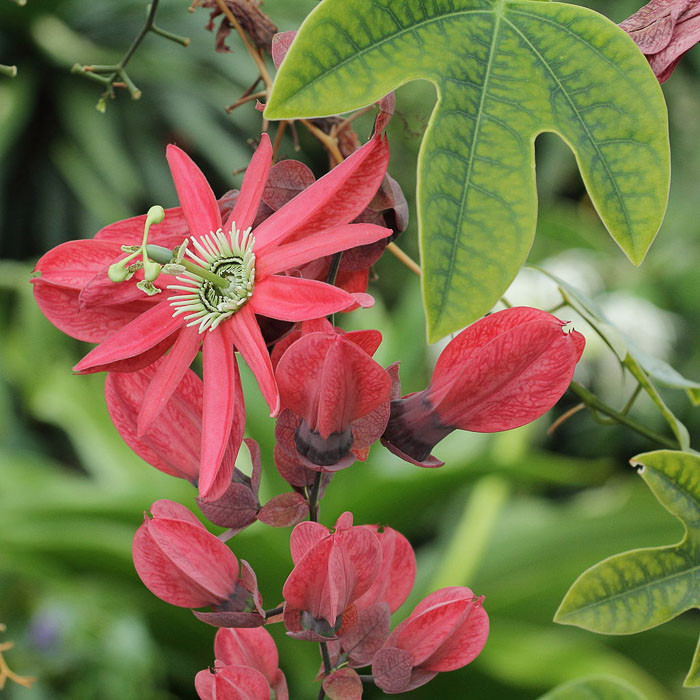 Passiflora Racemosa Red Passion Flower 6017