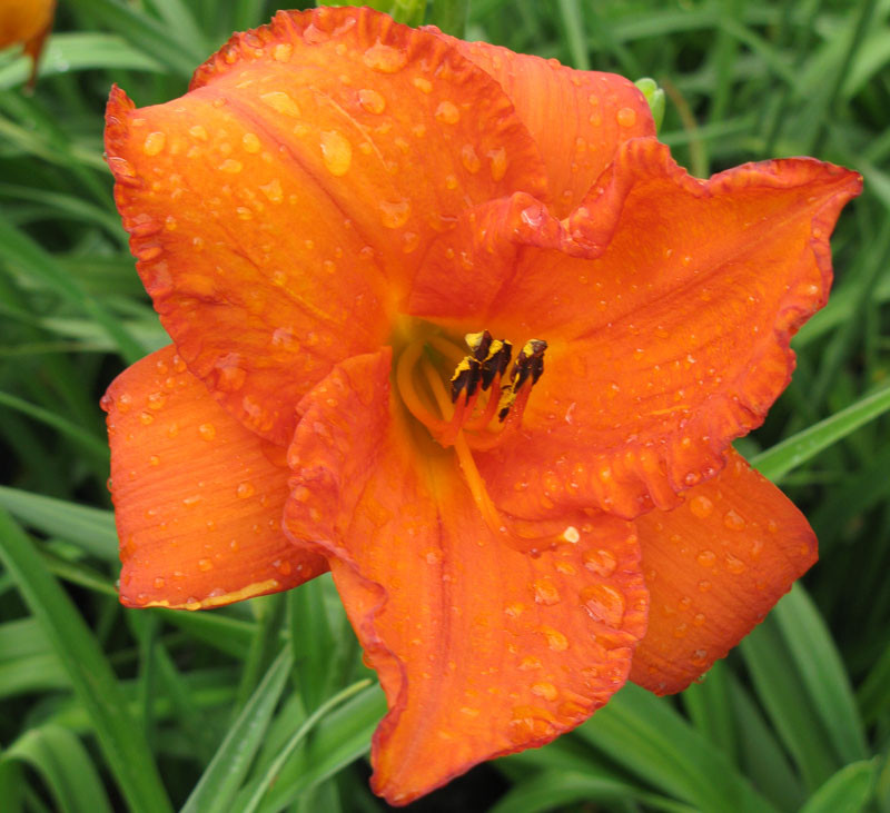 Hemerocallis 'Mauna Loa' (Daylily)