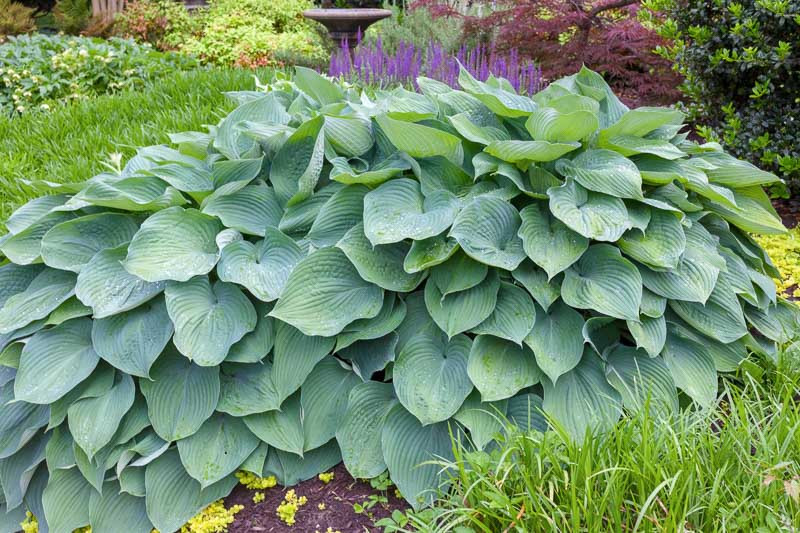 Hosta ‘Big Daddy’ (Plantain Lily)