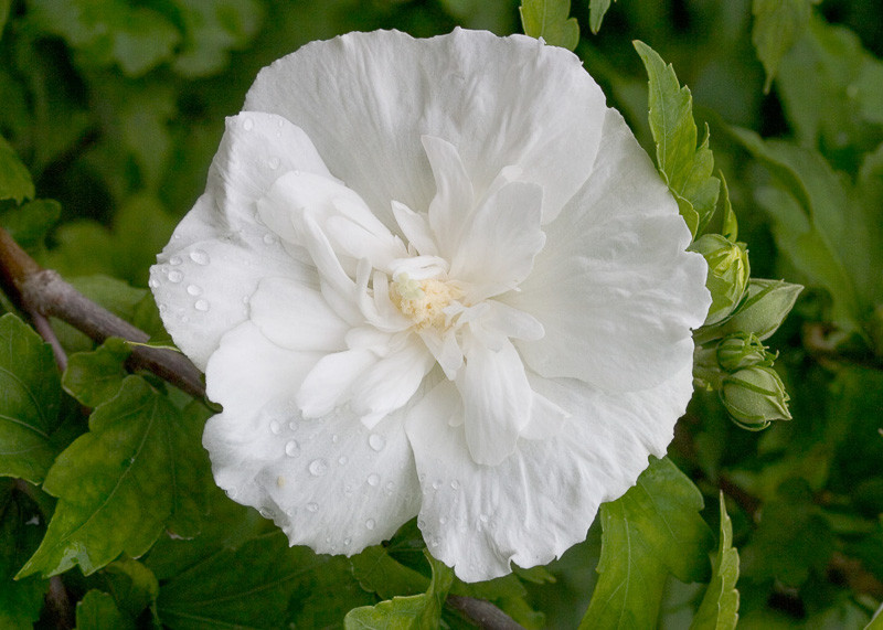 Hibiscus syriacus White Chiffon® (Rose of Sharon)