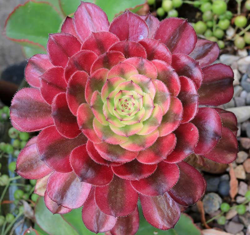 aeonium mardi gras comprar