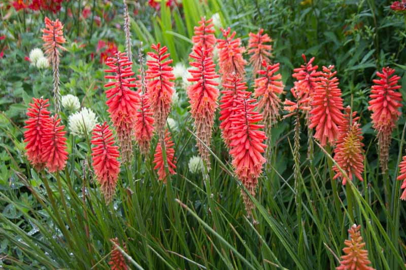 Kniphofia 'Nancy's Red' (Red Hot Poker)