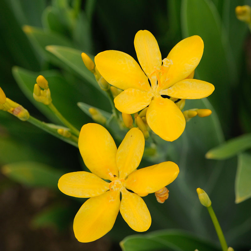 Iris domestica ‘Hello Yellow’ (Blackberry Lily)