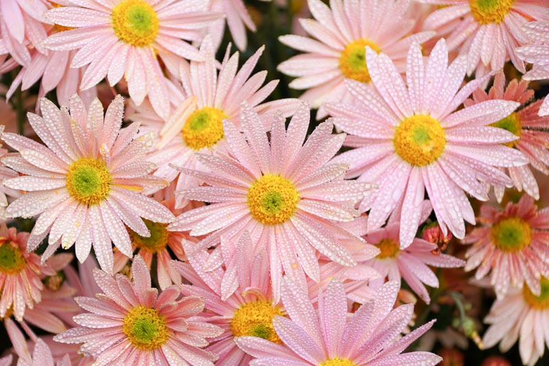 Chrysanthemum Hillside Sheffield Pink 7657