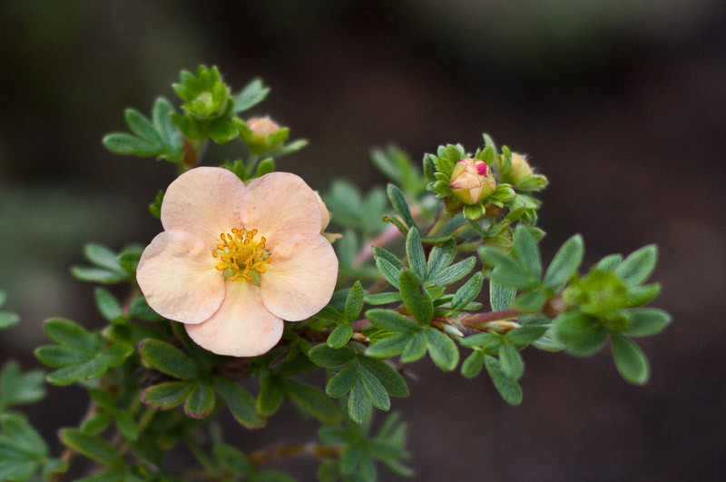 Potentilla Fruticosa 'Daydawn' (Shrubby Cinquefoil)