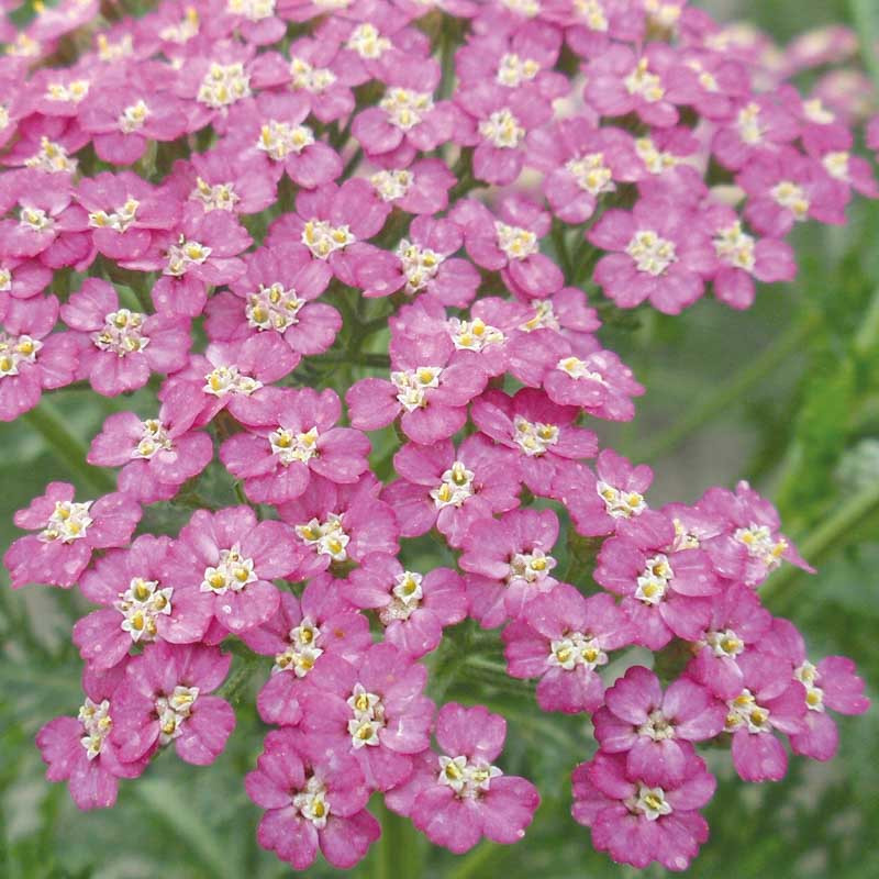 Achillea millefolium ‘Pretty Belinda’ (Yarrow)