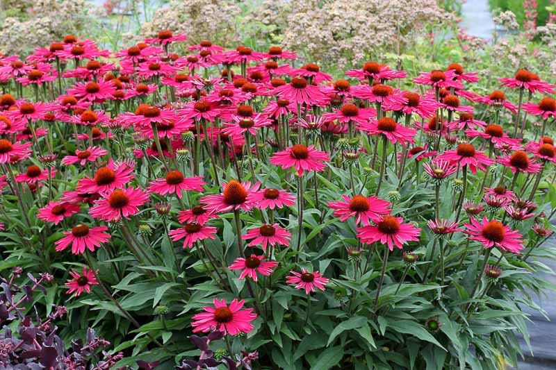 Echinacea Kismet Raspberry (Coneflower)