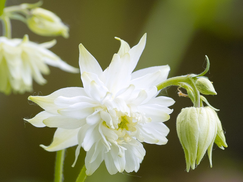 Aquilegia vulgaris var. stellata 'Green Apples' (Columbine)