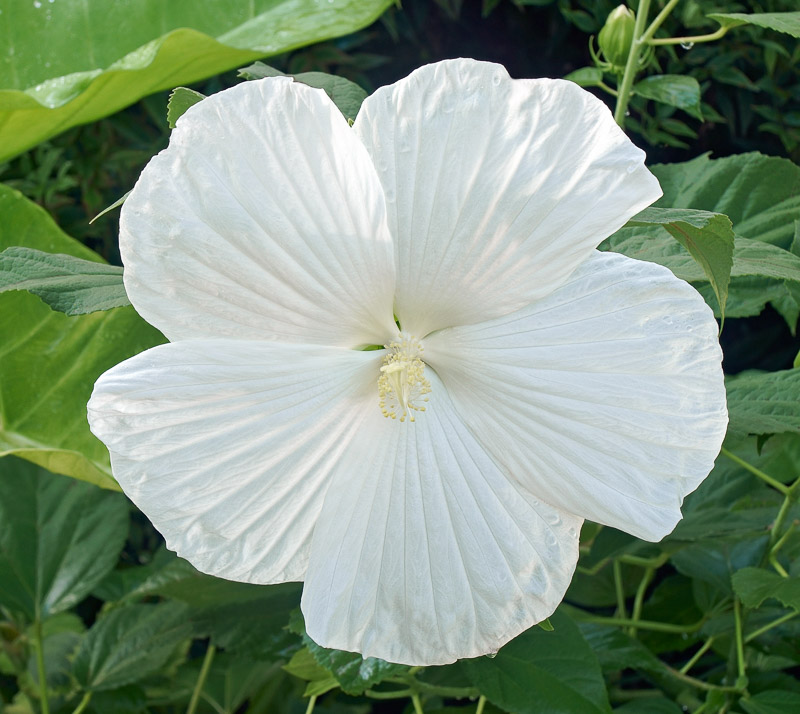 Hibiscus Moscheutos 'Blue River II' (Hardy Hibiscus)