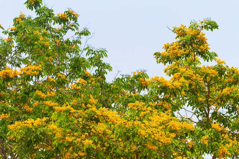 Pterocarpus indicus (Red Sandalwood)