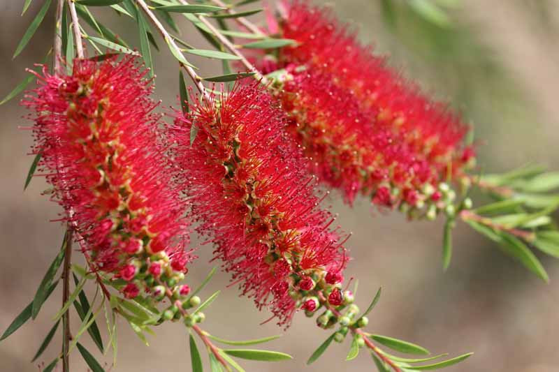 Callistemon Linearis (Narrow-Leaved Bottlebrush)