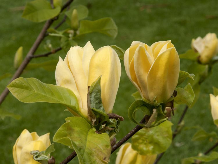 Magnolia 'Hot Flash'