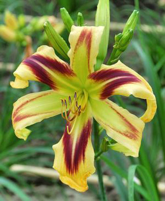 Hemerocallis 'Free Wheelin' (Reblooming Daylily)