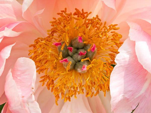 Paeonia 'Coral Charm' (Peony)