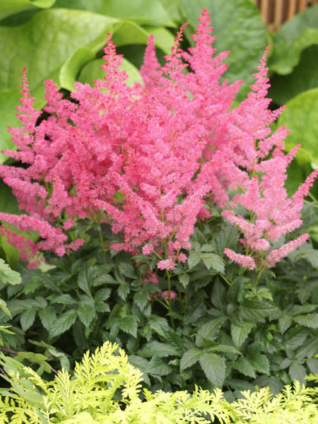 Astilbe 'Jump and Jive'