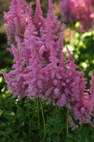 Astilbe 'stand And Deliver'