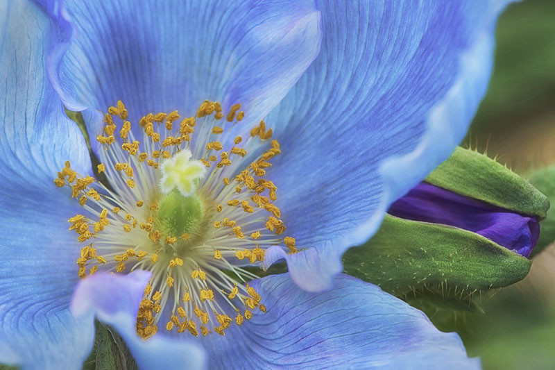 Meconopsis betonicifolia (Blue Poppy)