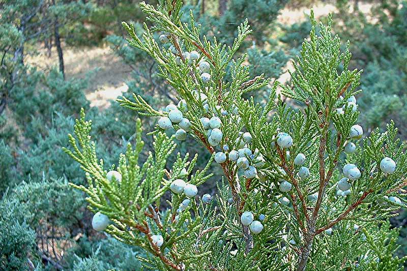 Juniperus Scopulorum (Rocky Mountain Juniper)