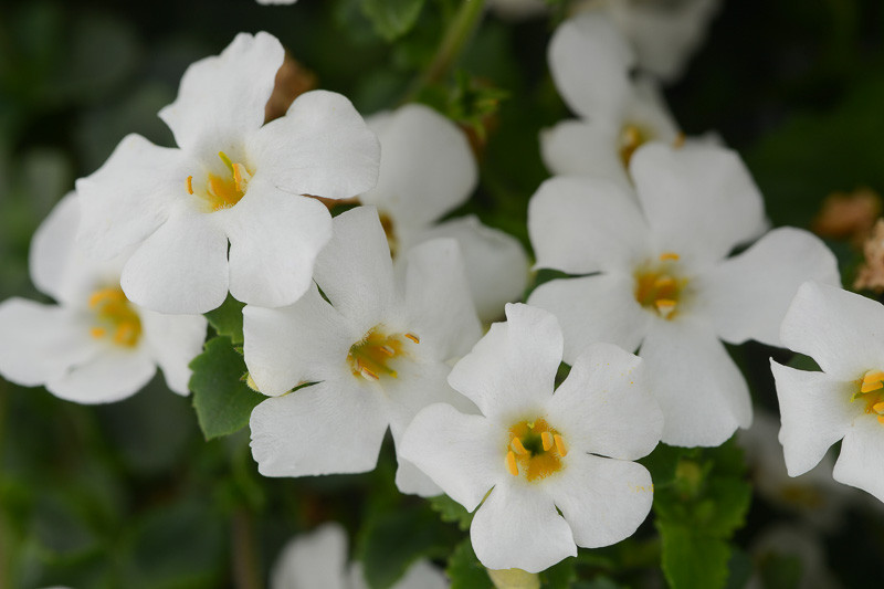 Sutera cordata MegaCopa™ White (Bacopa)