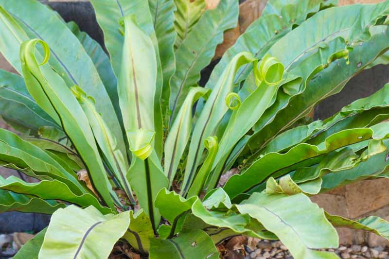 Asplenium Nidus Birds Nest Fern 