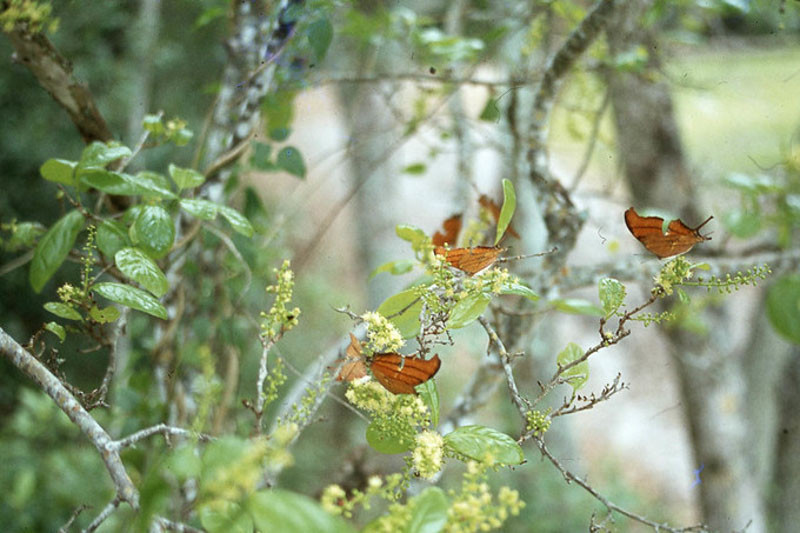 coccoloba diversifolia flowers