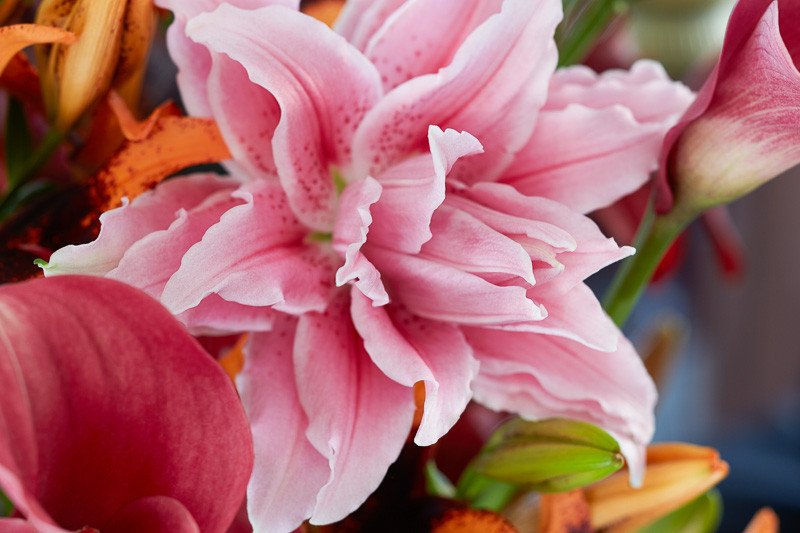 Lilium Roselily Felicia (Double Oriental Lily)