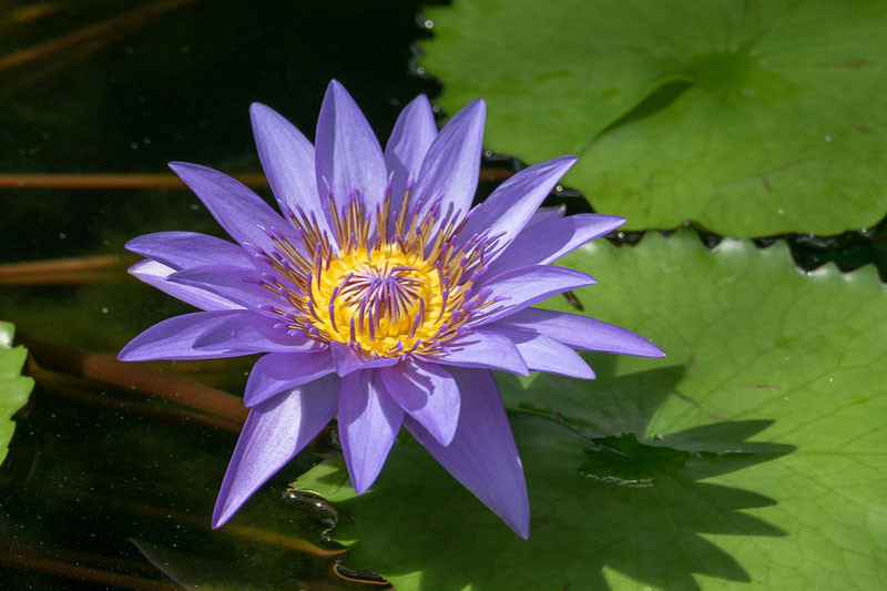 Nymphaea 'Director George T. Moore' (Tropical Water)