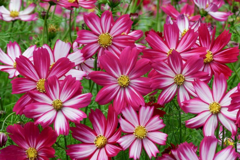 Cosmos bipinnatus 'Cosimo Purple Red-White'