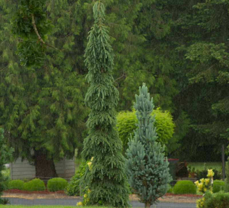 Picea Glauca Pendula White Spruce 