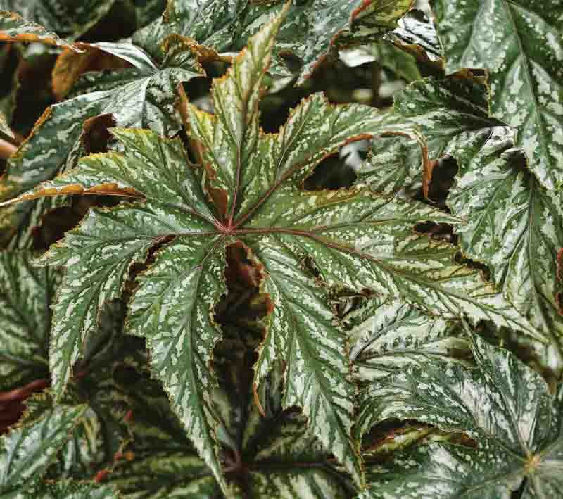 Begonia 'Gryphon' (Cane Begonia)