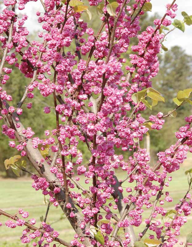 Cercis Canadensis Pink Pom Poms Eastern Redbud